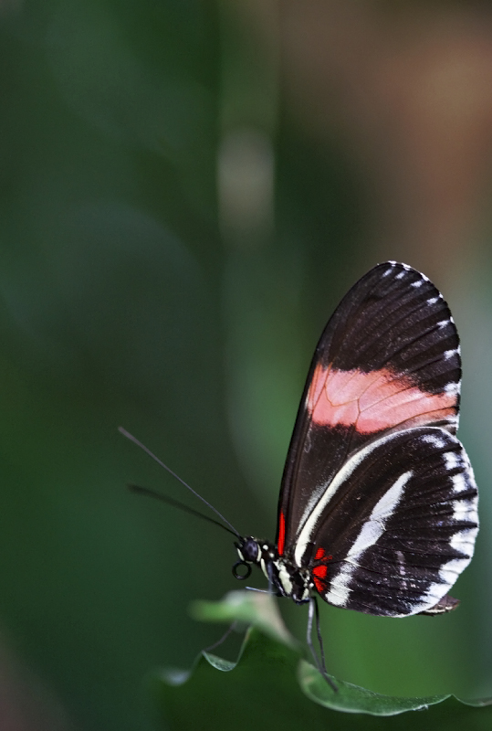 Papillon.jpg