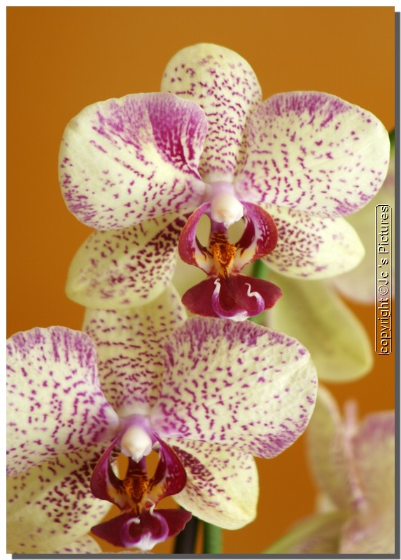 Orchidée 033.JPG