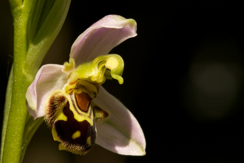 Ophrys abeille 75 024.jpg