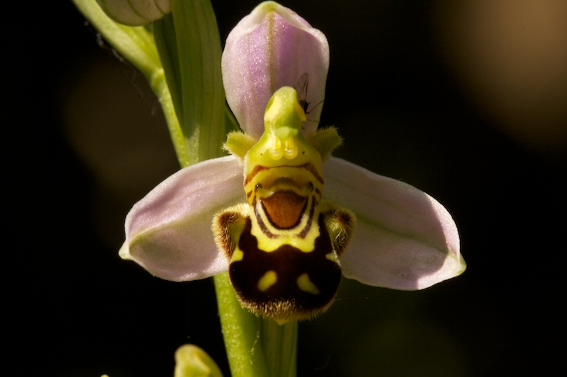 Ophrys abeille 85 025.jpg