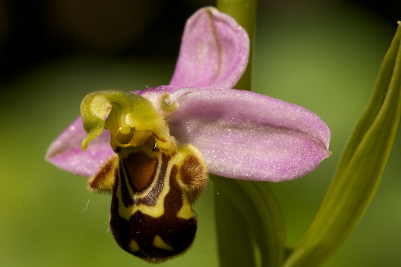 Ophrys abeille 103 026.jpg