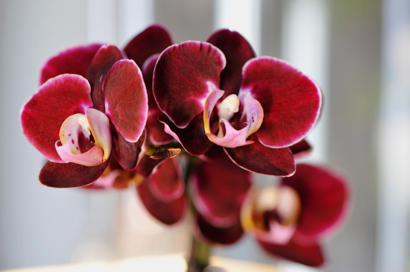 Orchidees-sur-fond-clair_mini.jpg