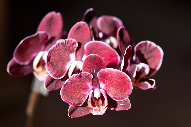 Orchidees-sur-fond-sombre_mini.jpg