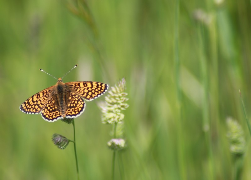 papillon.jpg