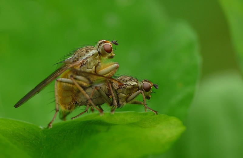 Scatophages sans gêne.jpg