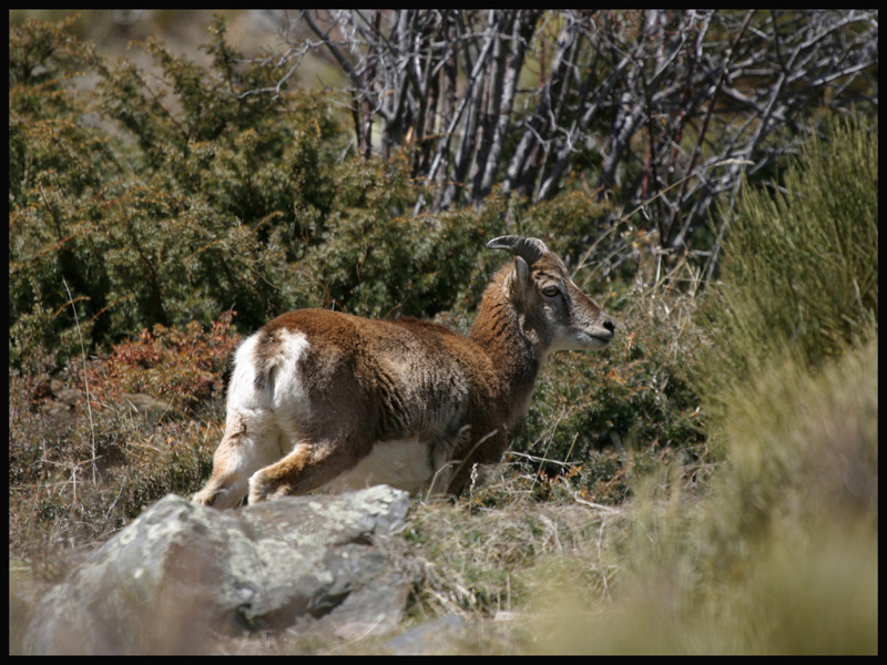 Jeune mouflon.jpg