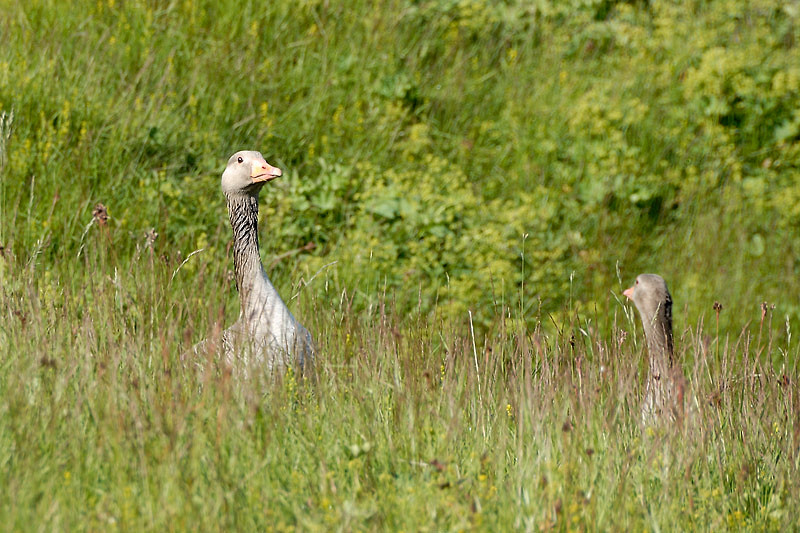 20090711-_DSC6662 copie.jpg