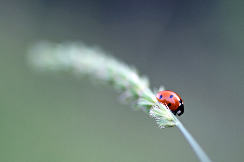 Coccinelle à 7 points 4.JPG