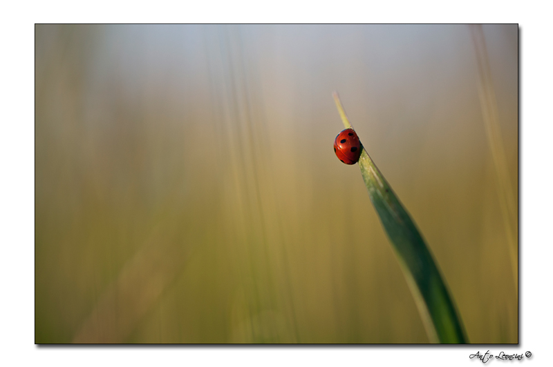 coccinelle.jpg