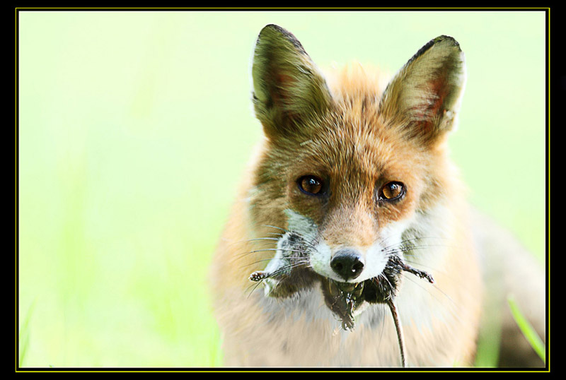 69811l-un-renard-mal-shoote copie.jpg