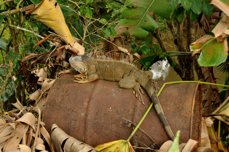 2011.05.15 42 Iguane Diogène et son tonneau.jpg