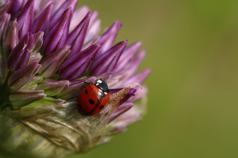 coccinelle-1.jpg