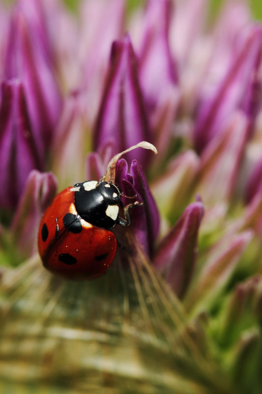 coccinelle-1-1.jpg