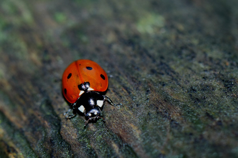 coccinelle-1-2.jpg