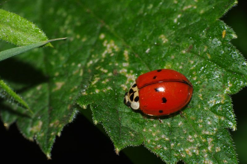 coccinelle2.jpg