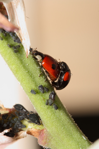 coccinelle02.JPG