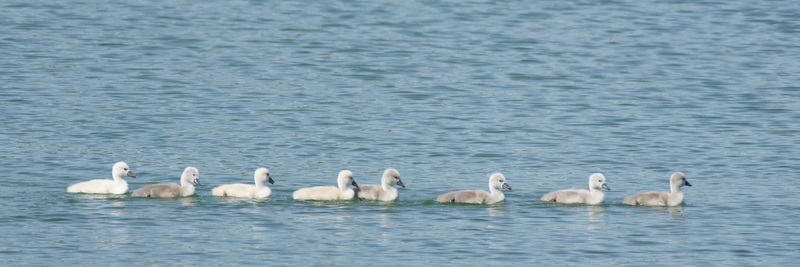 Copie de cygne69.JPG