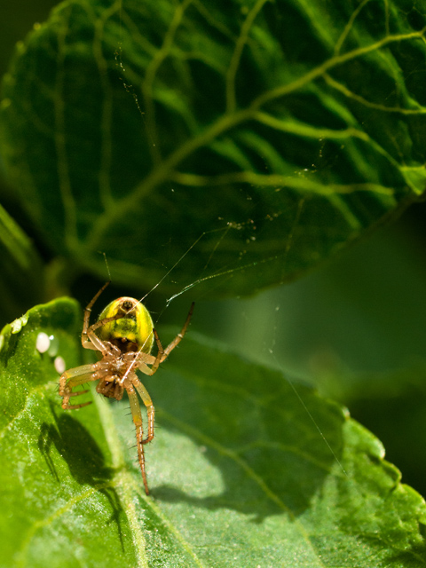 araignée Araniella ponte 1012892.jpg