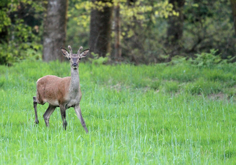 Oiseaux+cerf de Goetzenbruck du 25 Mai 2010 013.jpg