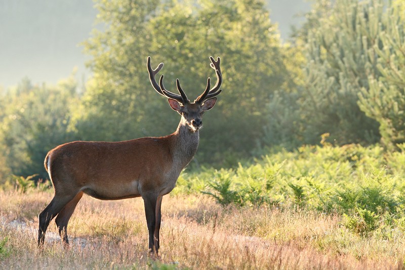 Cerf onze cors en velours.JPG