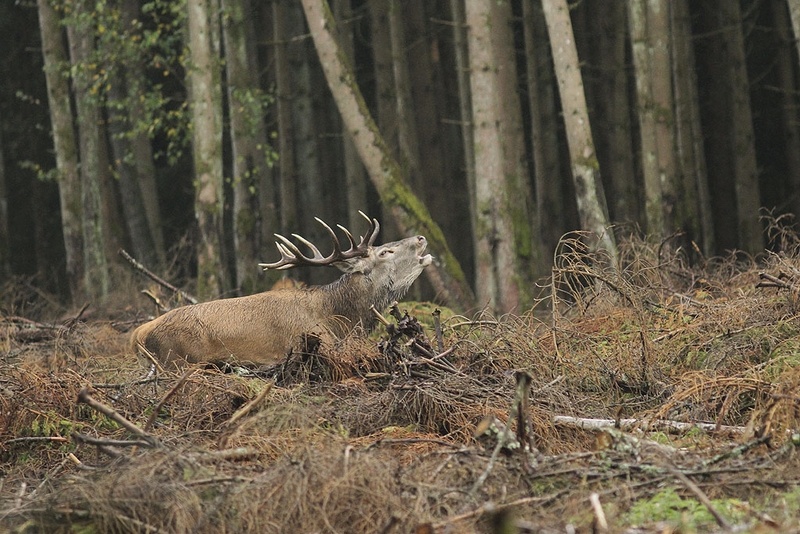 Cerf élaphe.jpg