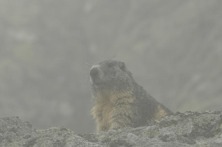 Marmotte3.jpg