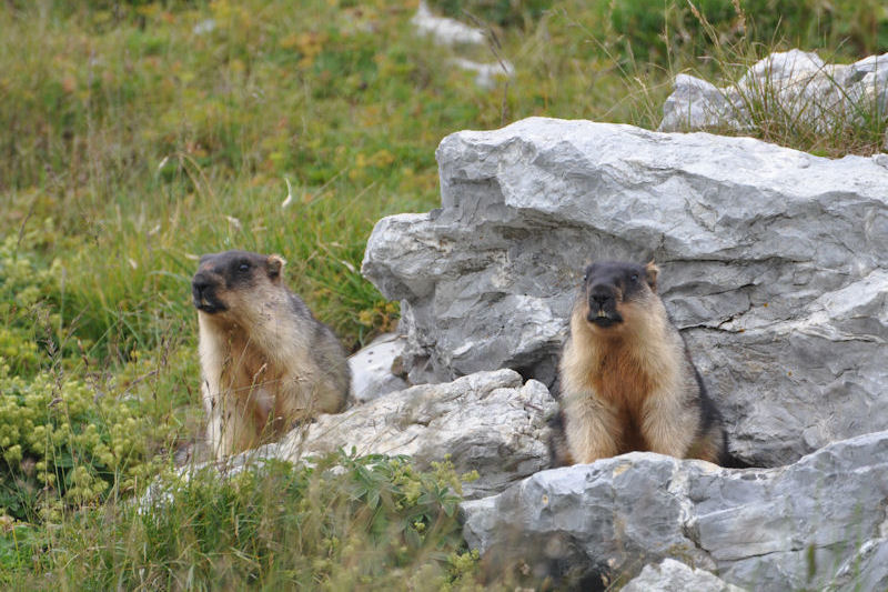 marmottes faisant le guet.JPG