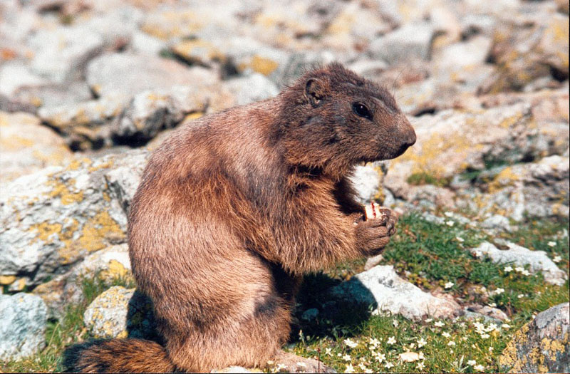 marmote 11.jpg