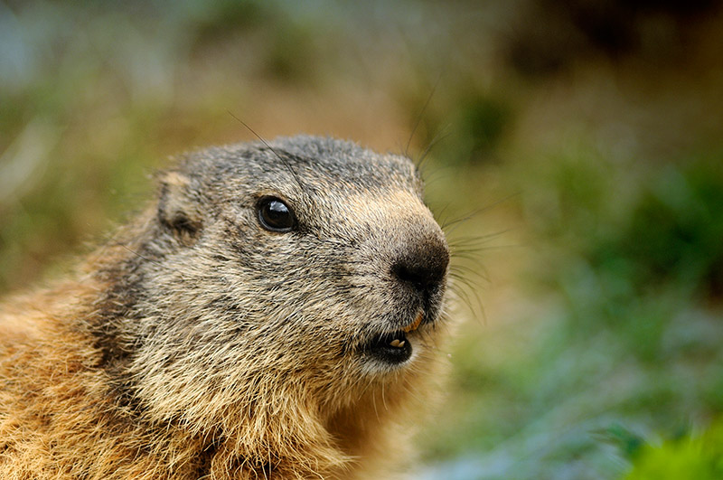 Marmotte 2.jpg
