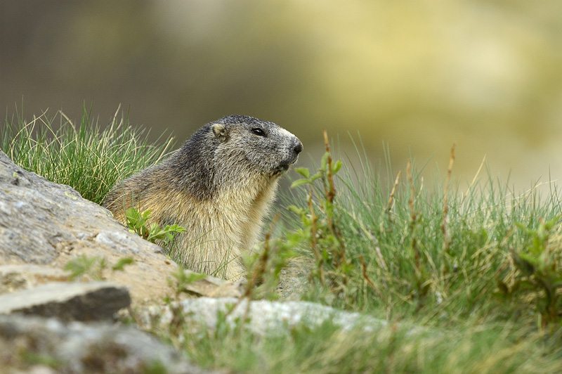 0041-marmotte.jpg