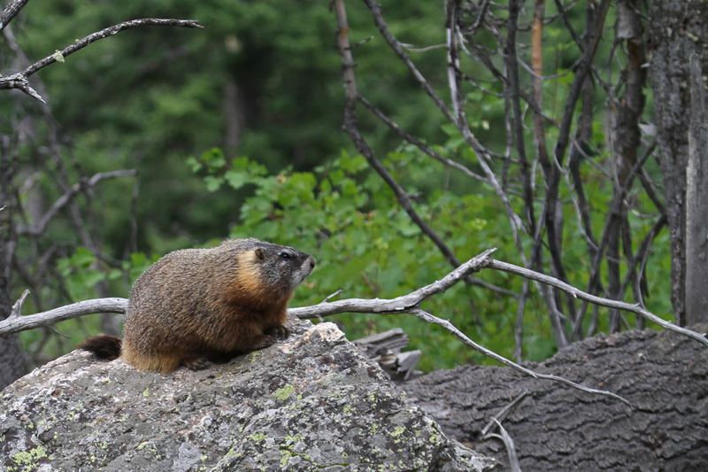 Marmot_GrandTeton_20100810_7877 copie.jpg