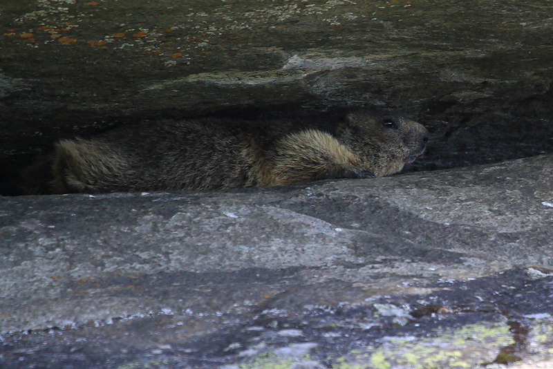 IMG_6598_Marmotte-entre-deux pierres.jpg