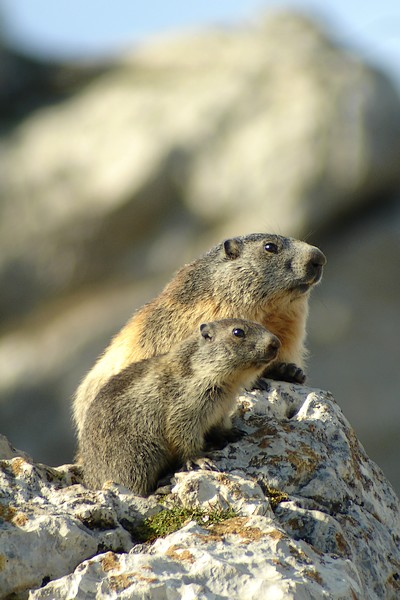 marmotte_03320.jpg