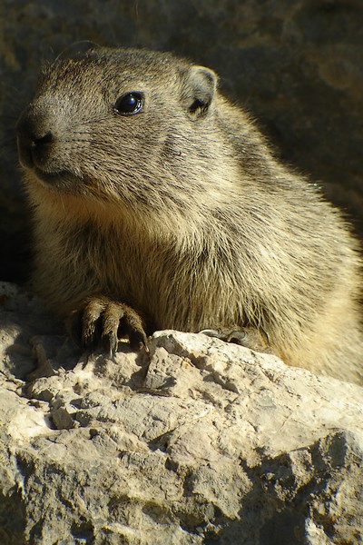 marmotte_02935.jpg