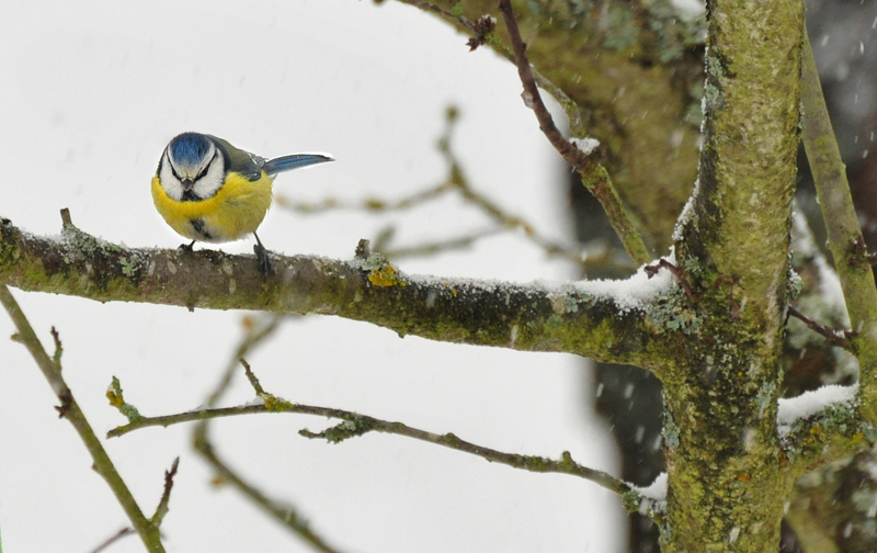 Mésange bleue.jpg