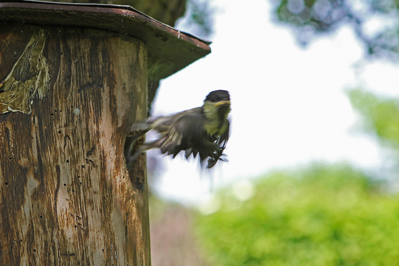 Mésange-envol-39.jpg