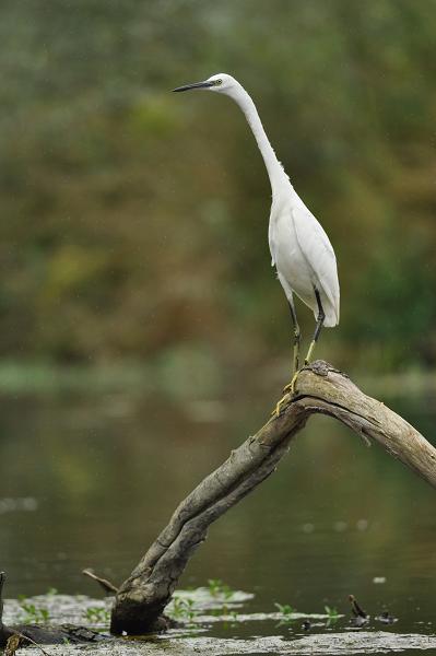 Aigrette garzette.JPG