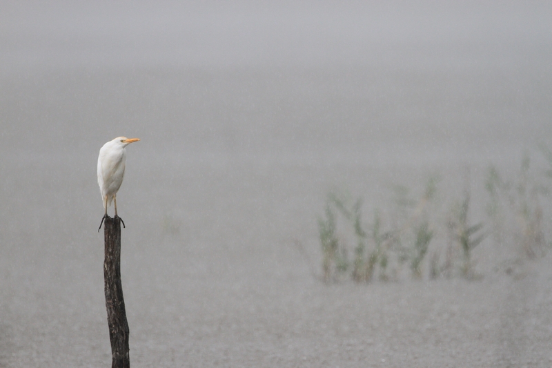 sous la pluie.jpg