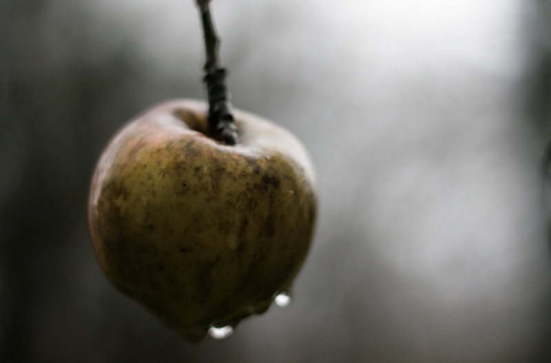 pomme mouillée 800px.jpg