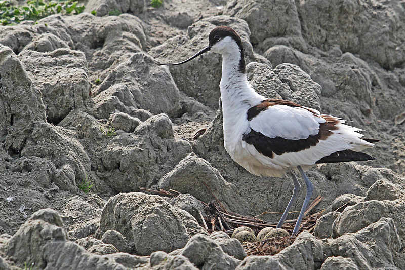 Avocette-ponte-3.jpg