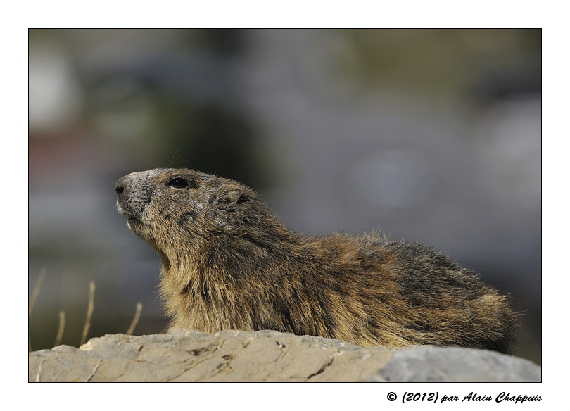 Marmotte-VIII-2011-1.jpg