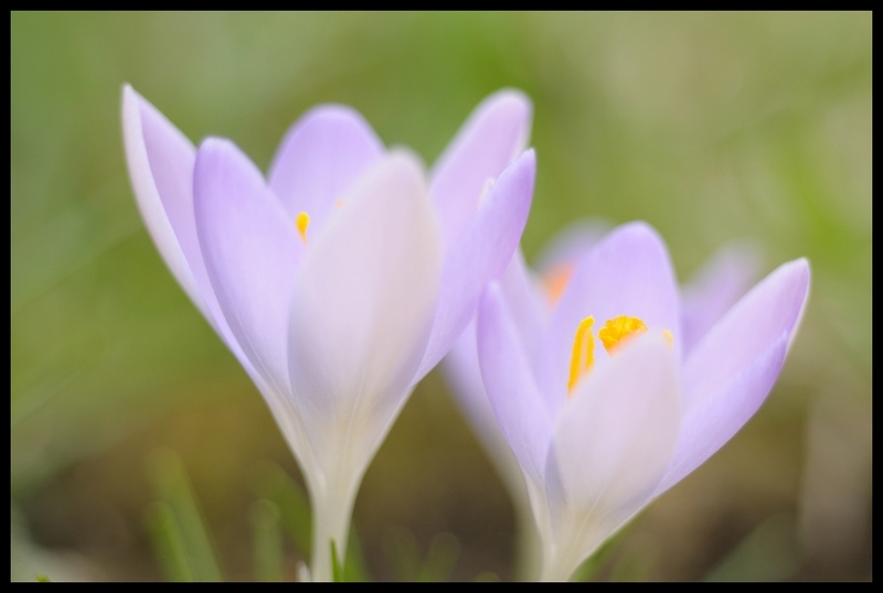 Crocus mauve.jpg