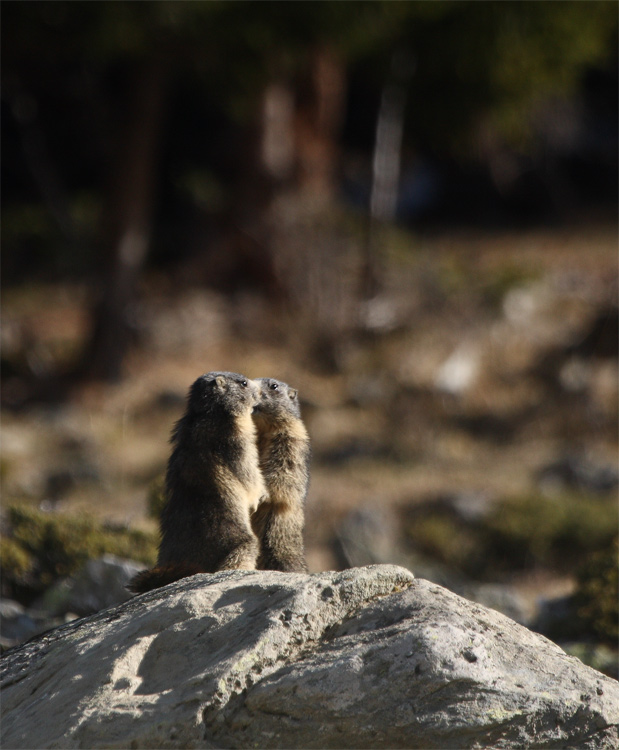 marmottes-17.04.11-5.jpg