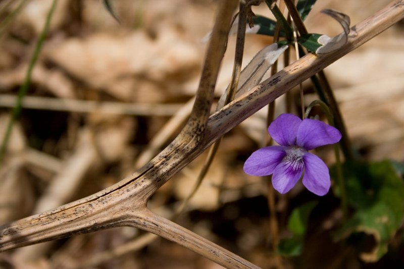 violette (4) (800x533).jpg