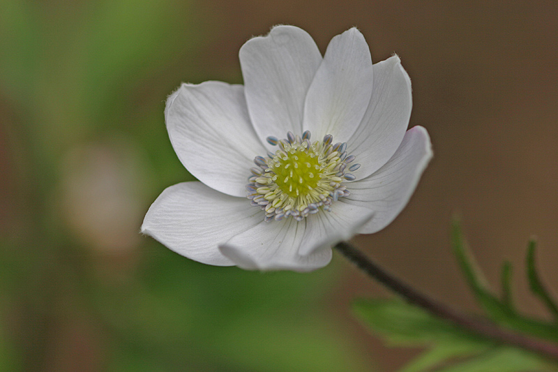 Anemone leveillei 2 copie_modifié-1.jpg