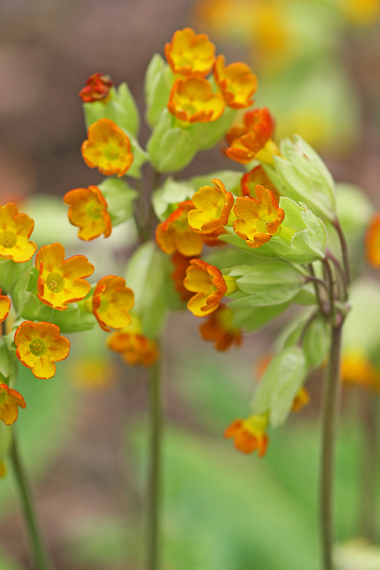 Primula verra forme orange 1_modifié-1.jpg