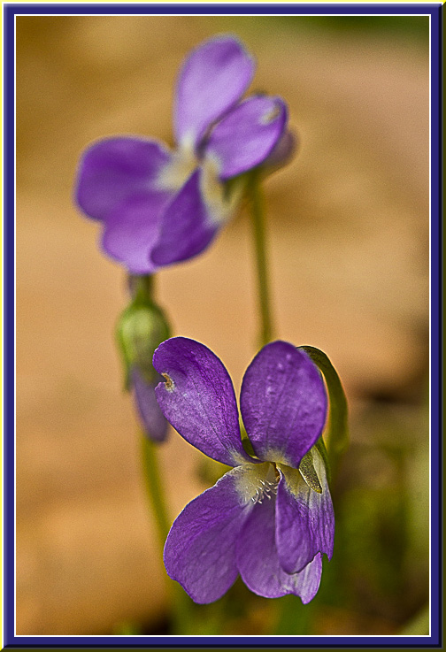 Violette1.jpg