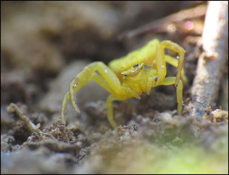 araignée crabe - Thomisus onustus.jpg