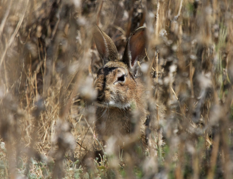 Lapin de garenne forum.jpg