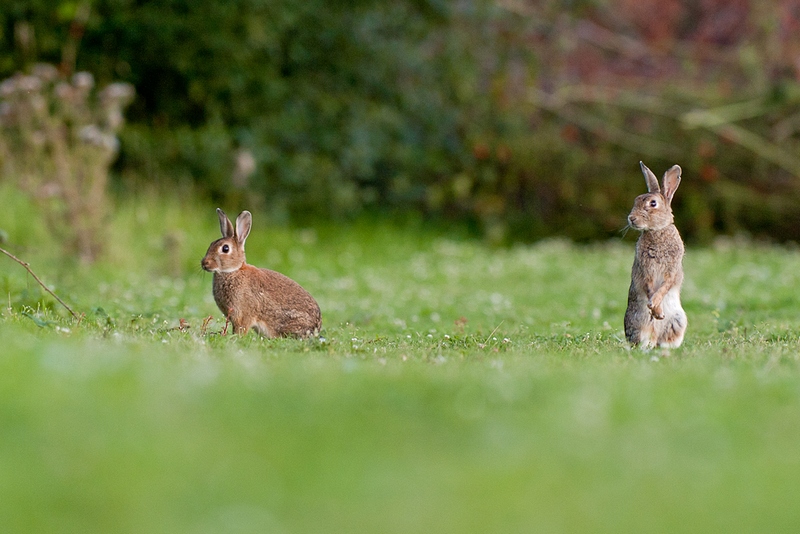 20110819-LAPIN_GOLF_CERGY-007.jpg